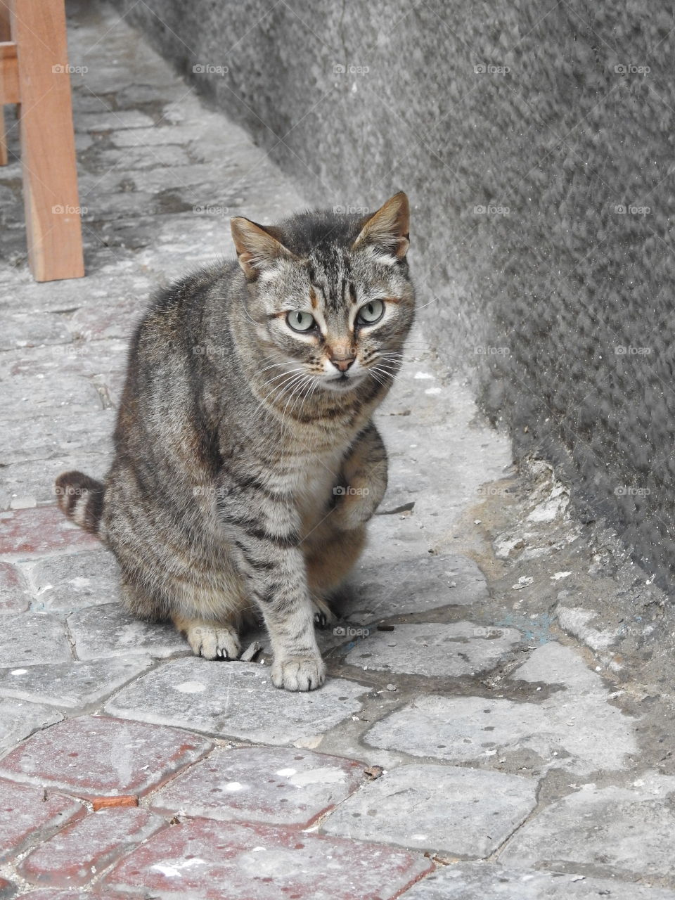 Portrait of cat