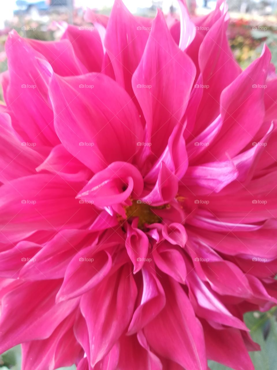 flor rosa grande