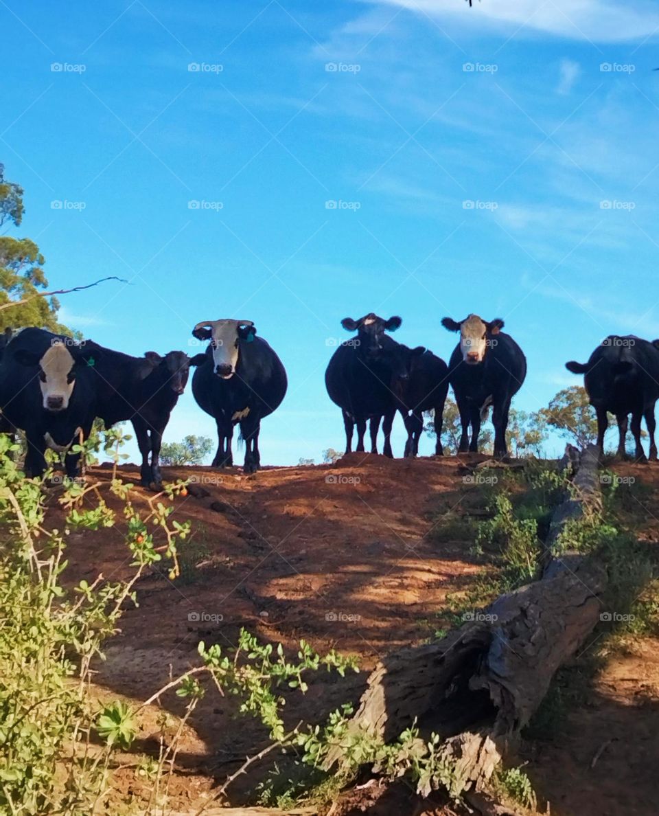 From the ground up looking at cows standing at the edge of a dam in Tooraweenah NSW Australia