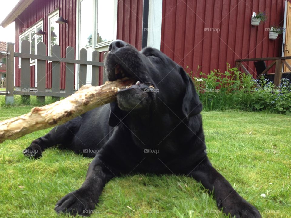 Yum!!! Stick!!. My dearly departed labrador, named Hamlet
2004/30/01-2015/07/30
Forever loved, forever missed