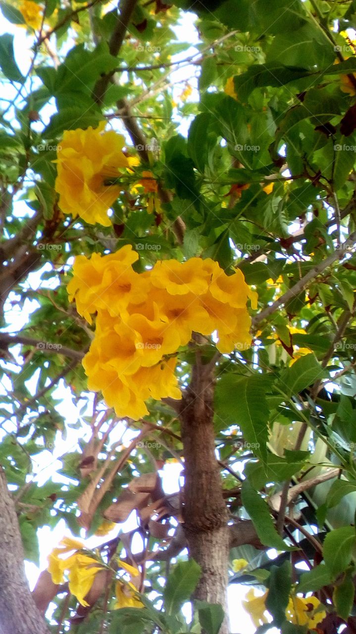 Tree and Flower