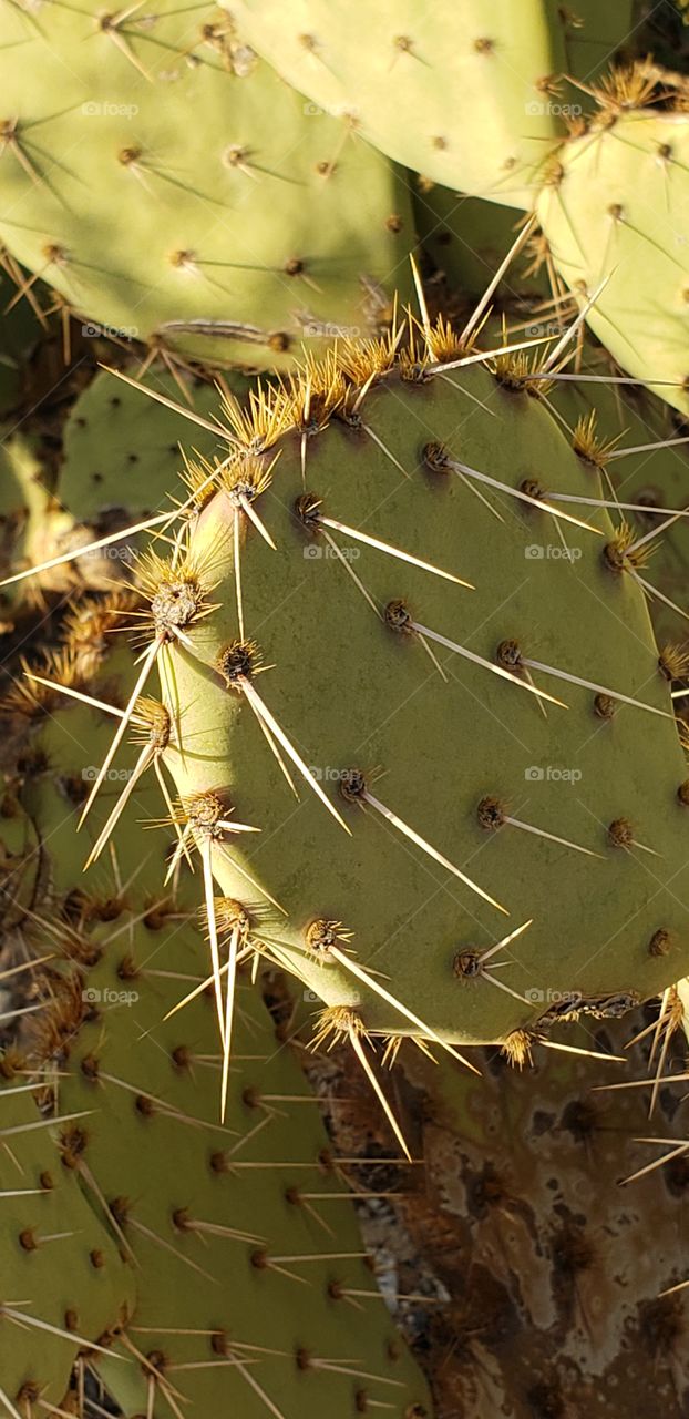 prickly pear cactus