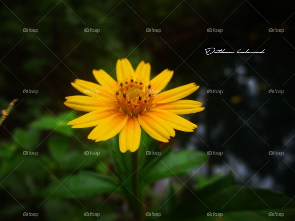 Singapore Daisy flower