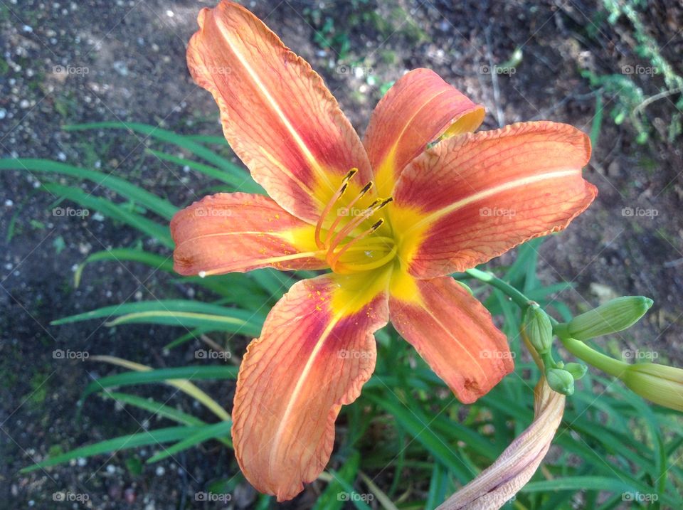 Orange Tigerlillys.