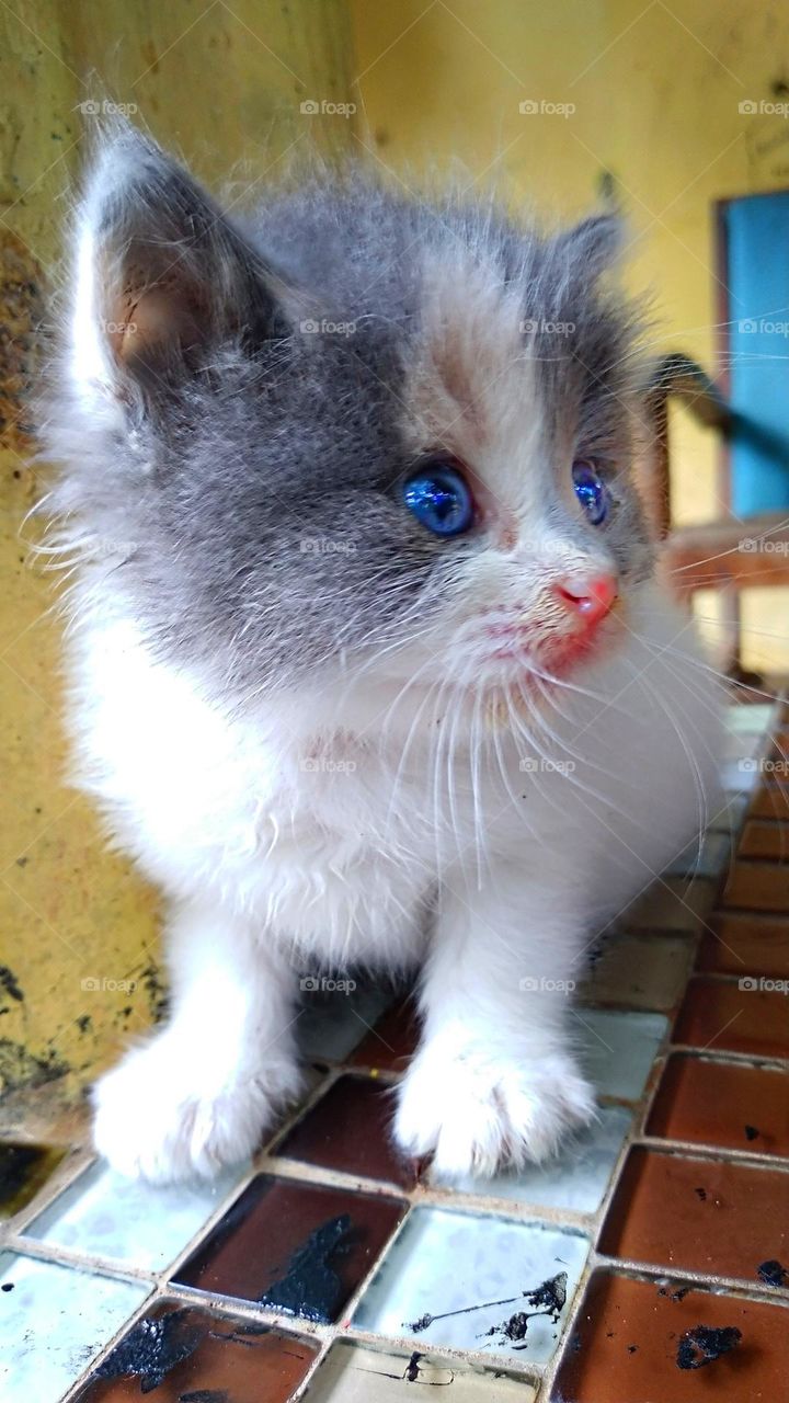 Cute kitten with sharp eyes even when turning his head
