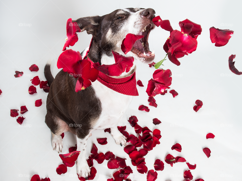 Dog with rose petals 