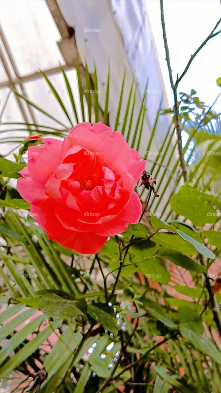 beautiful rose