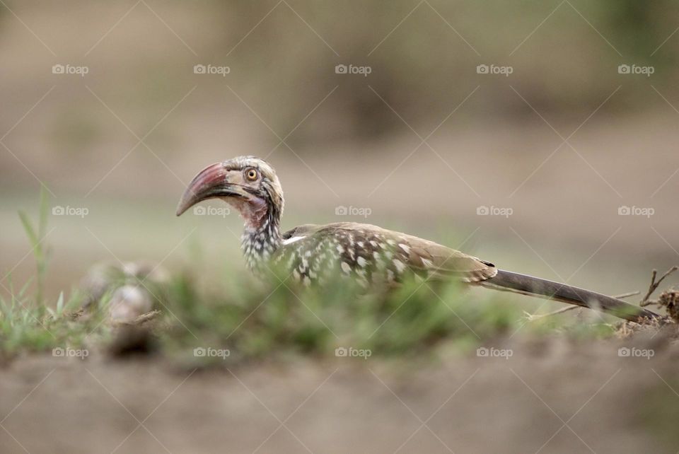 A red billed hornbill 