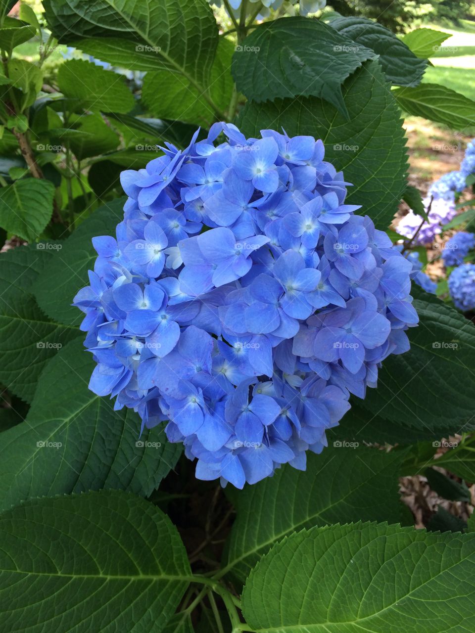 Hydrangeas 