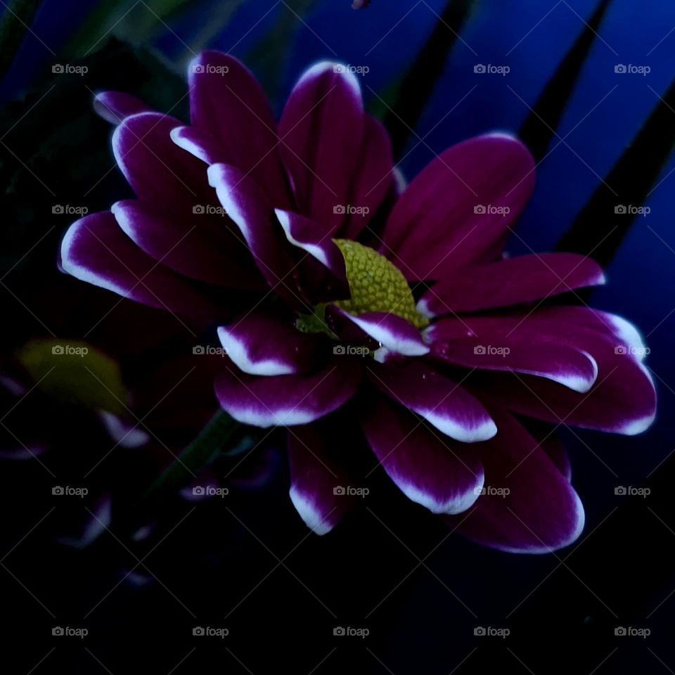 The Flower in the Shadows

In late November, when the leaves have died,
The chrysanthemum drifts like a glowing sigh.
Against the darkened sky, so deep and vast,
It is the final call, a longing unsurpassed.