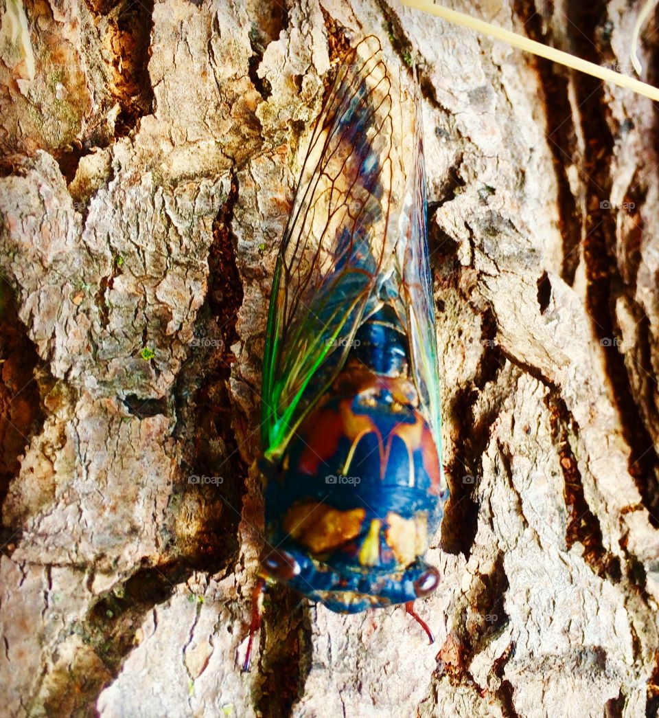 Big beautiful crazy bug is it a cicada?