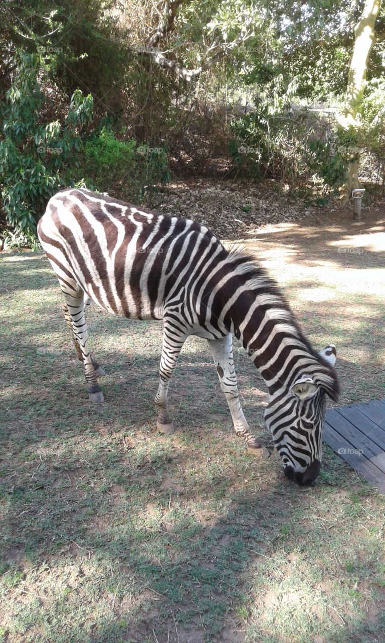 Zebra