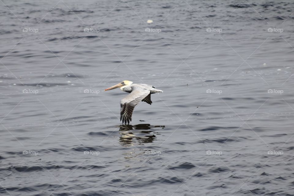 Pelican