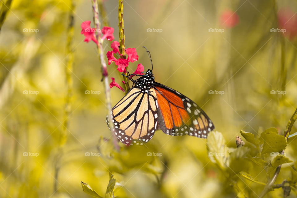 Monarch butterfly in a garden