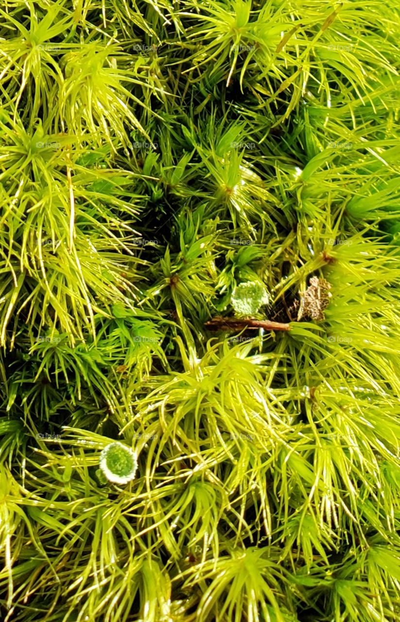 moss closeup