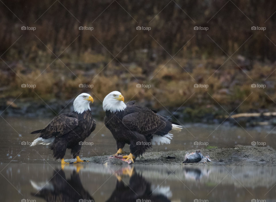 Eagle couple sharing some salmon. Male is smaller than female.