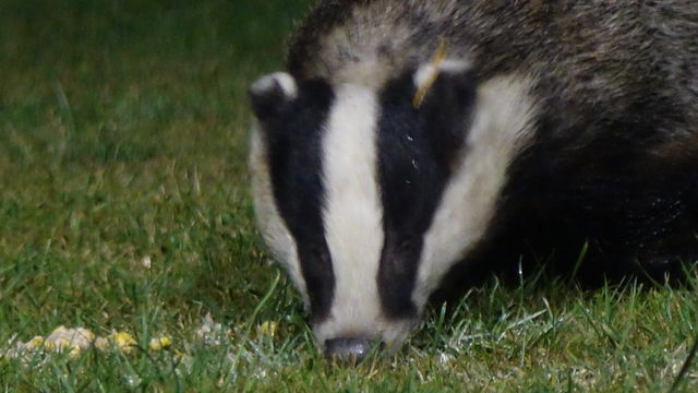 Badger 