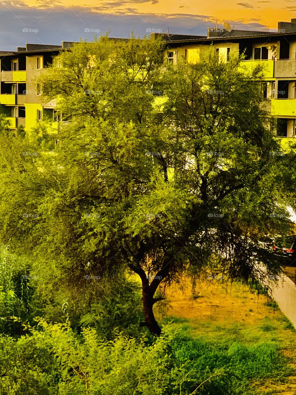 An old tree behind my apartment. This home to birds and insects. It is also very shady and beautiful green.