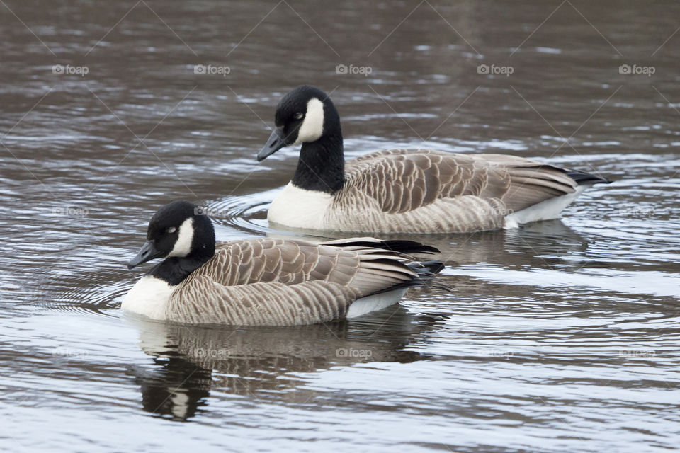 Two canadian goose swimming in lake