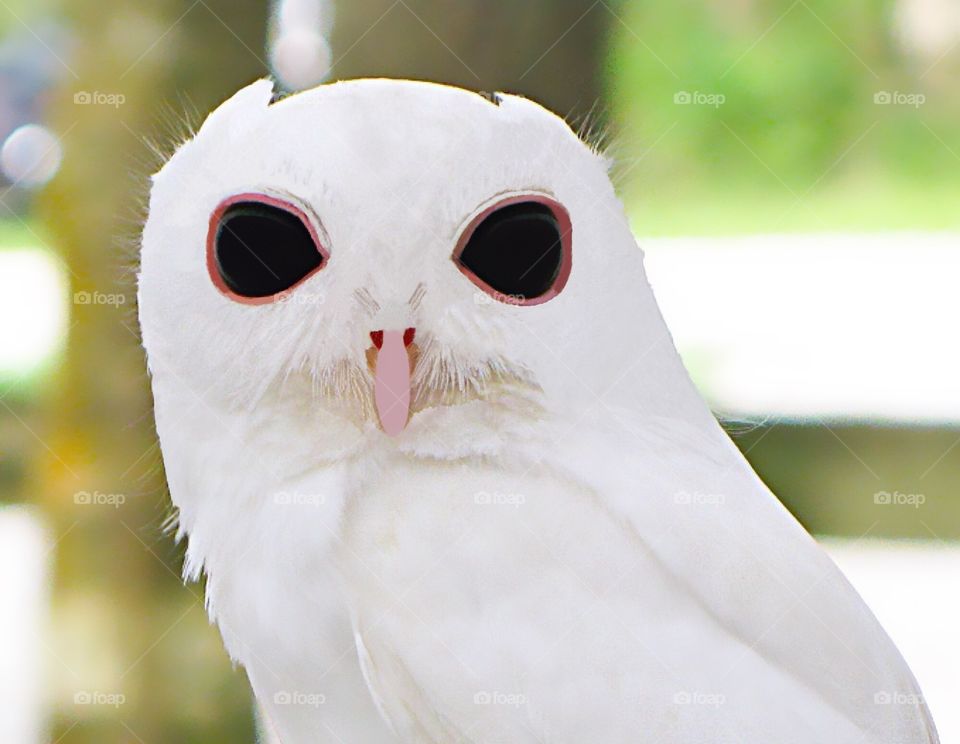 Luna-A rare leucistic Screech Owl. Peace River Nature Center, Punta Gorda, Florida.