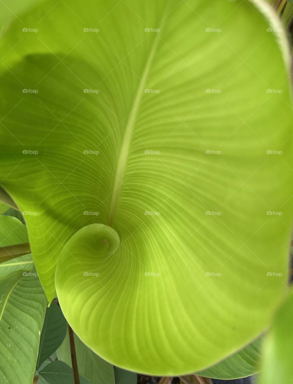 Green leaf