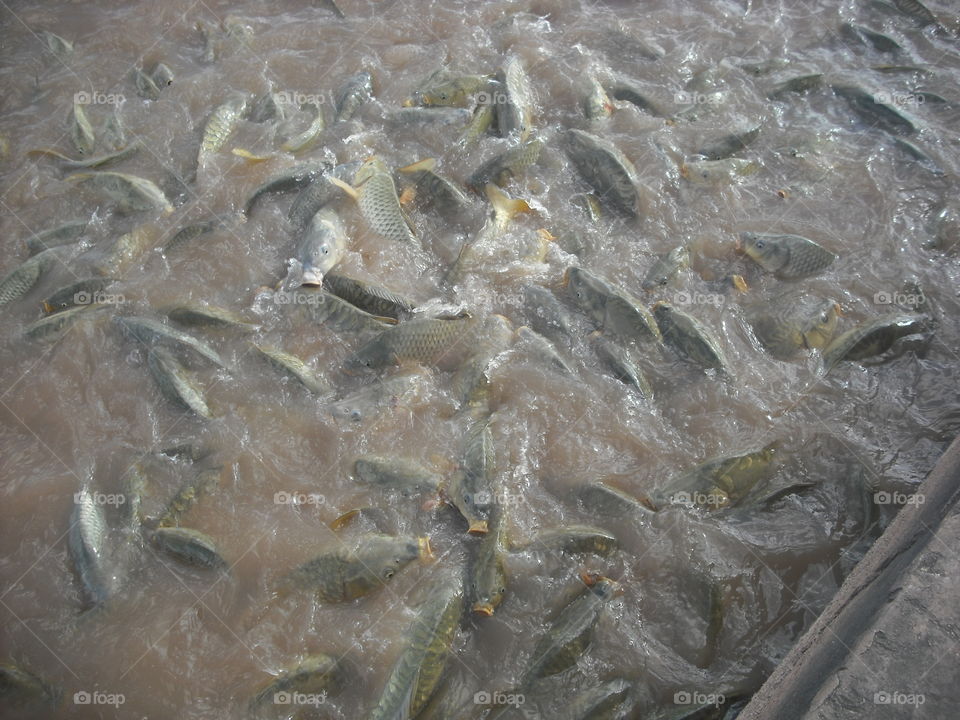 fish marrakech