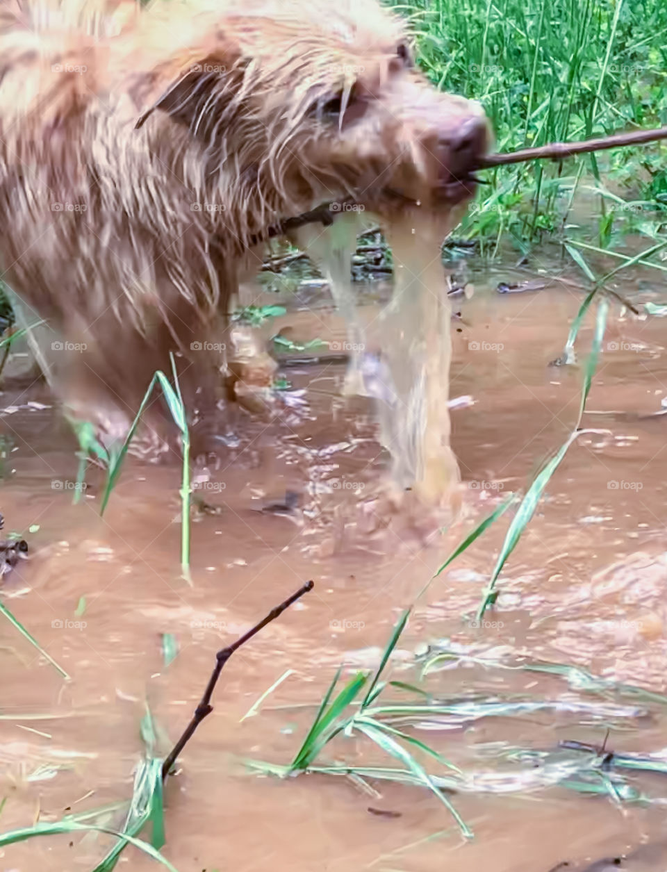 Messy dog plays with stick in a muddy puddle, water is pouring off of her.