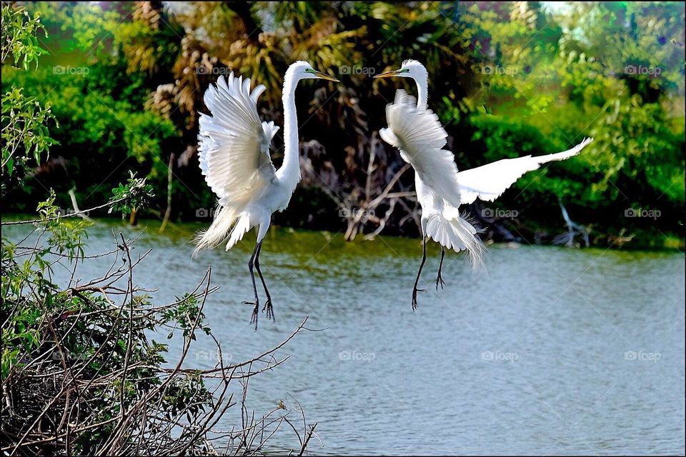 Aerial mating dance between Great White Egrets.