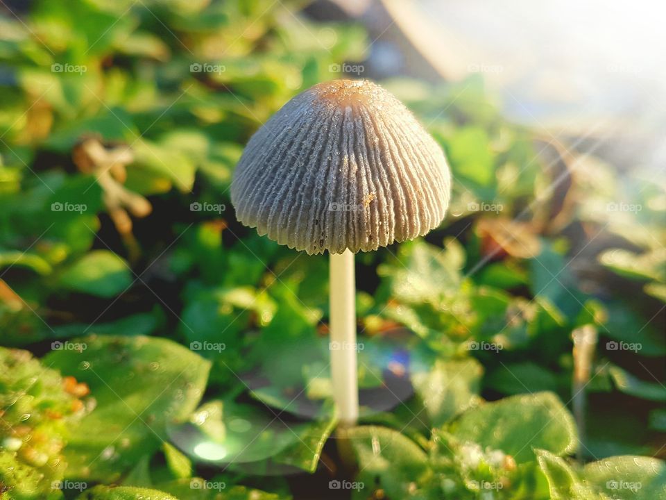 early morning sunbeams and toadstools