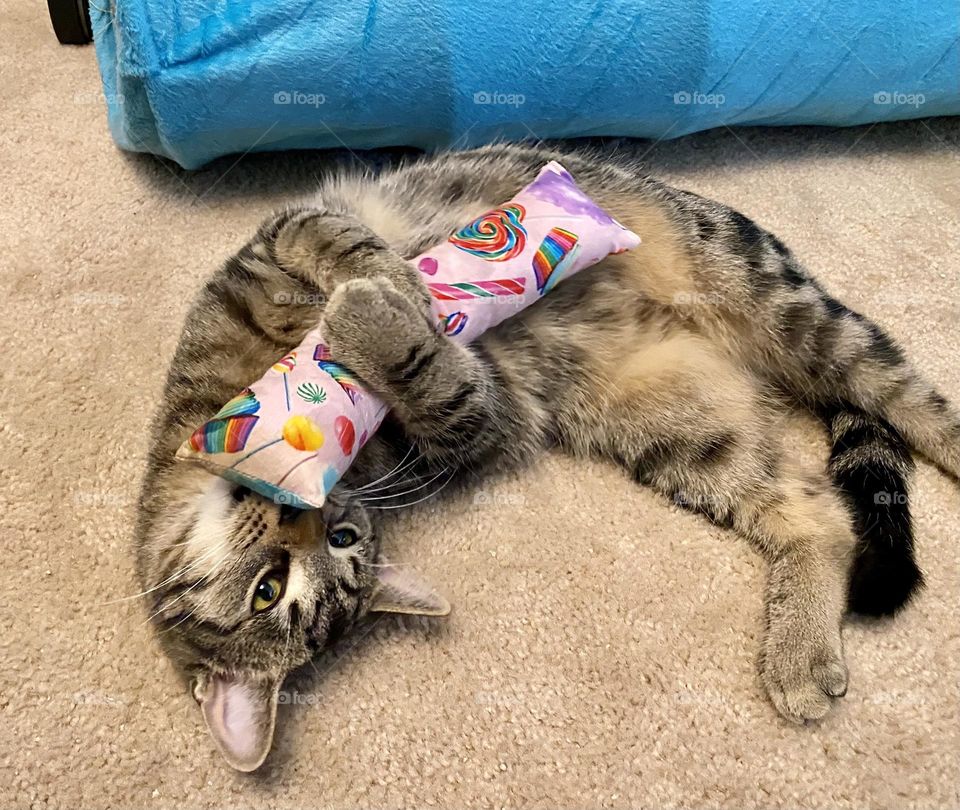Whiskey playing with his catnip kicker toy.  He loves anything with catnip and this is his favorite because he can grab it and kick it