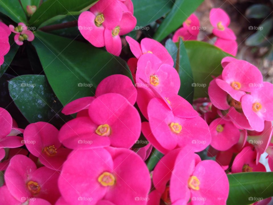 Miniature pink flowers!