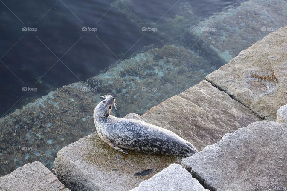 A tired seal resting on the stone steps