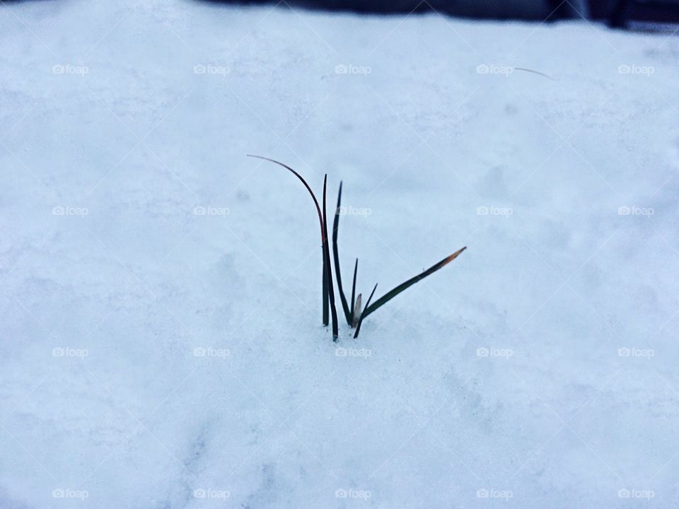#grass #snow #life #winter #plant #growth