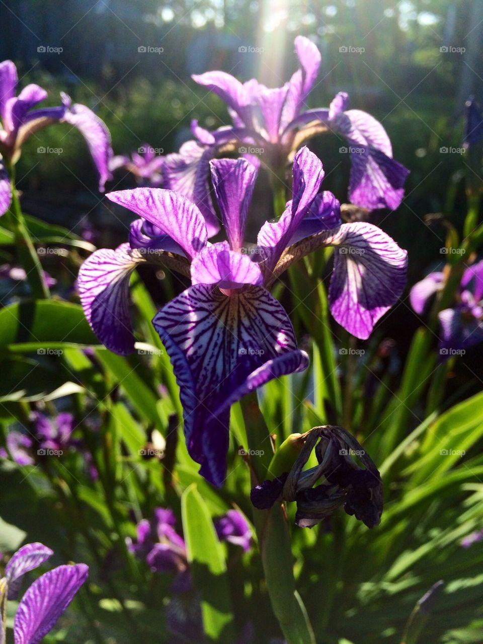 Iris 