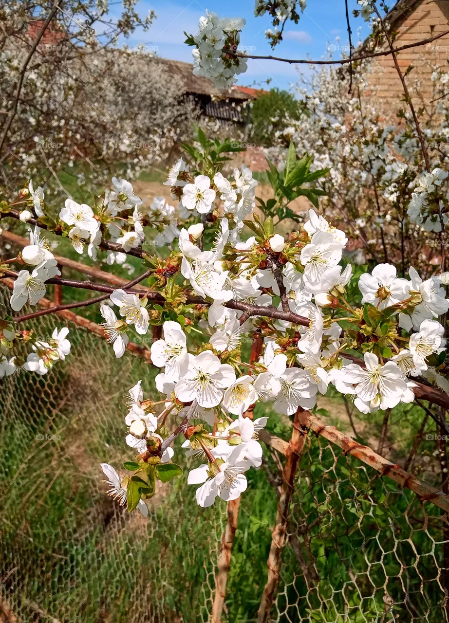 Walk through the village 🌸🌼💮😎