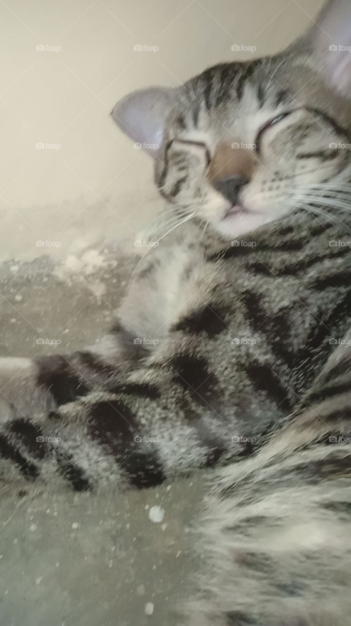 my cat was sleeping like this.. he looks so funny!