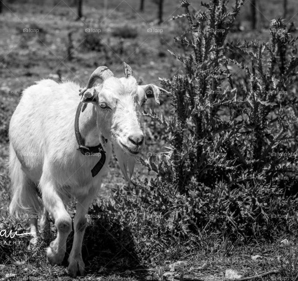 Italian rare breed goat. 