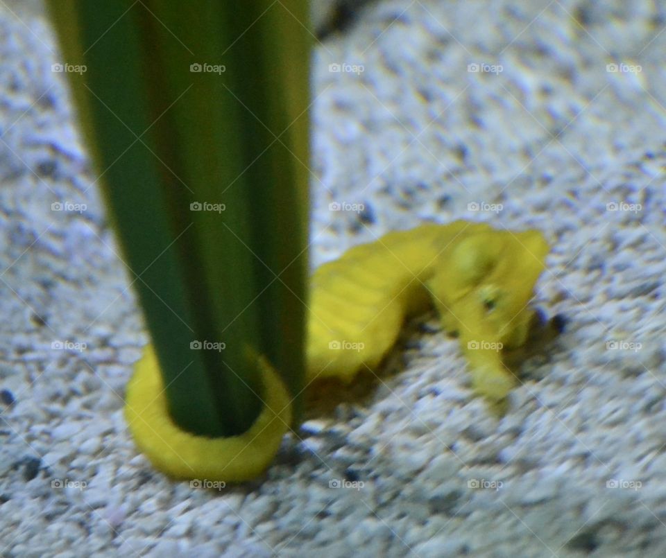 A bright yellow seahorse with its tail wrapped around sea grass 
