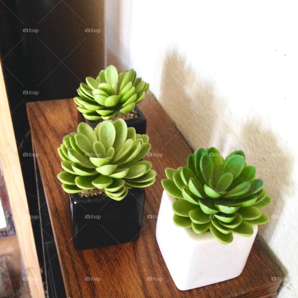 House Plants In Pots

Published by:
HappyBrownMonkey 