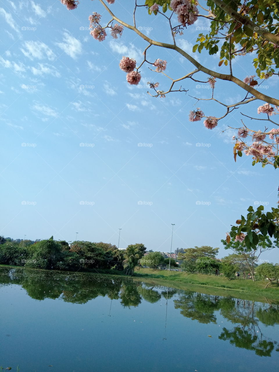 O Encanto das flores