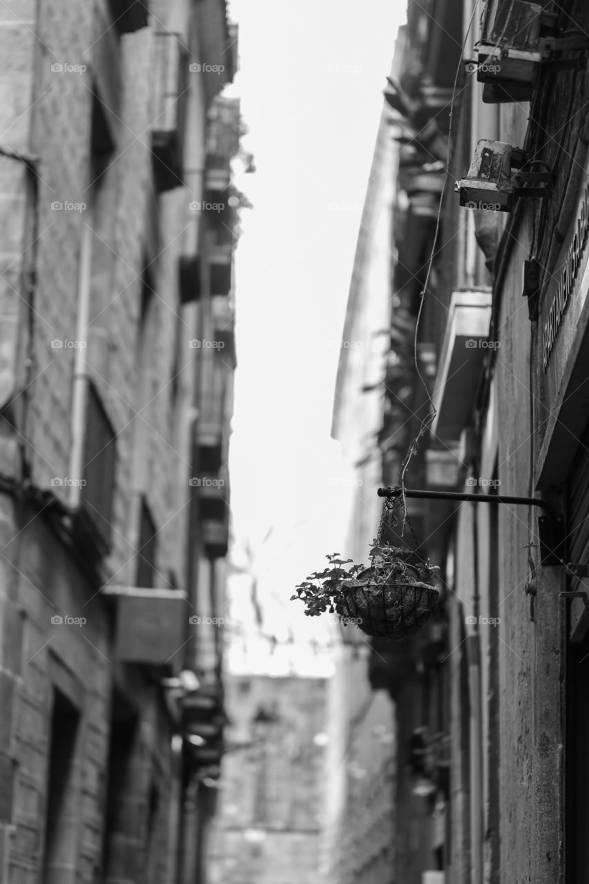 in the back lanes of Barcelona - a flower pot by itself