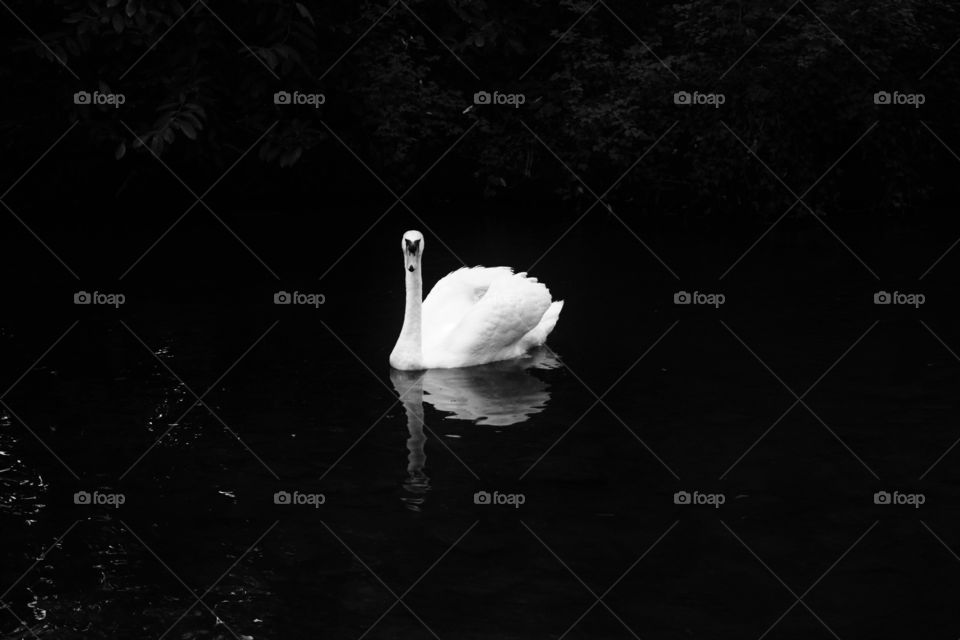 Swan swimming across a calm lake