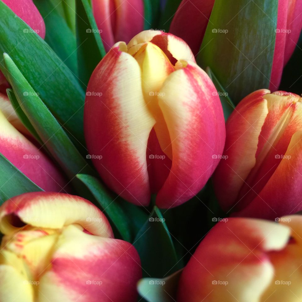 Tulips growing at outdoors