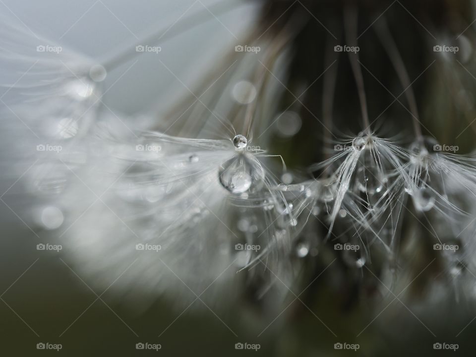 Wet dandelion seeds