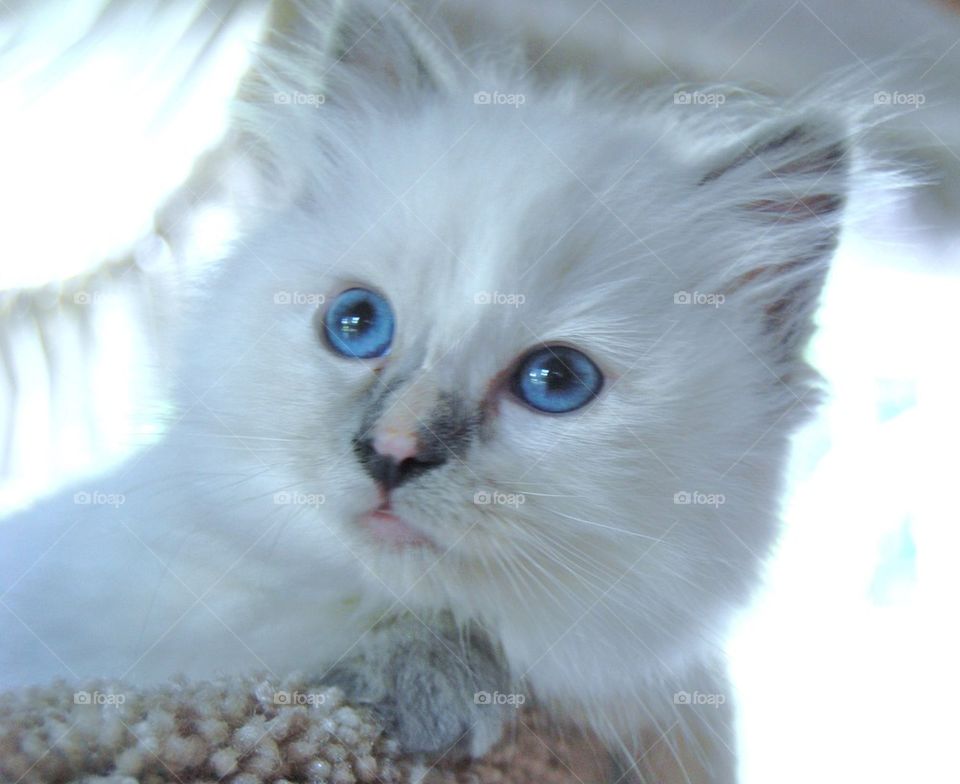 Ragdoll cat looking away