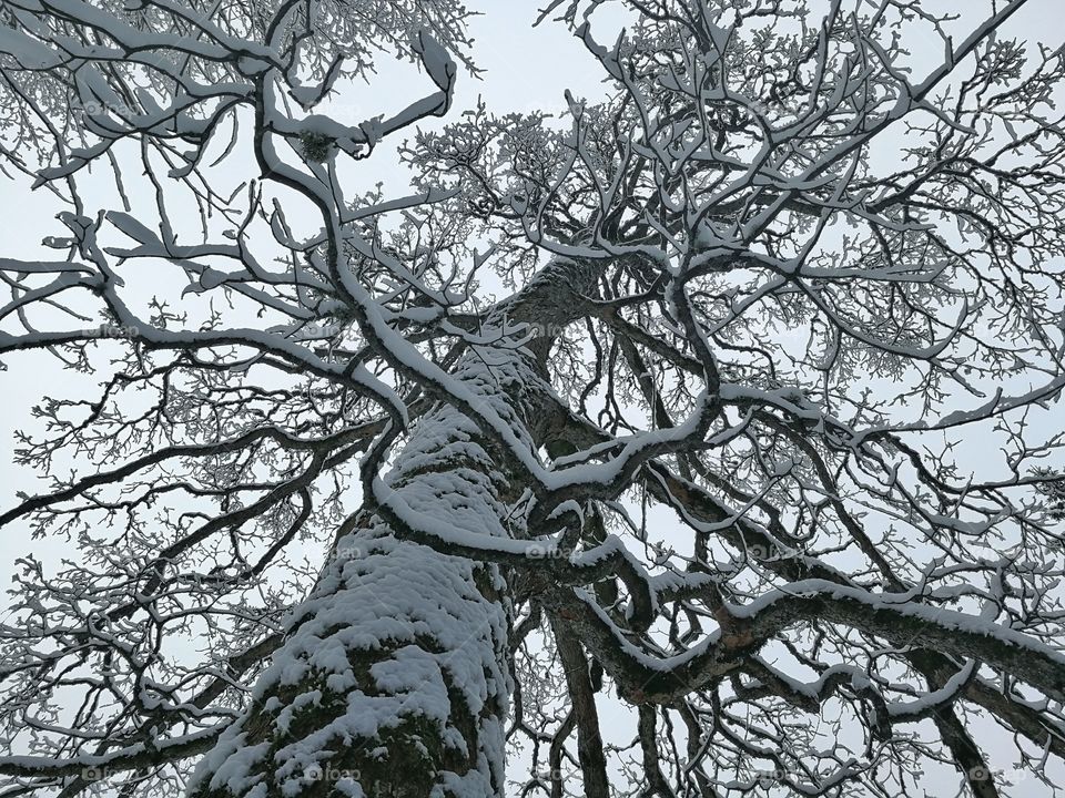 Tree, Branch, Wood, Winter, Trunk