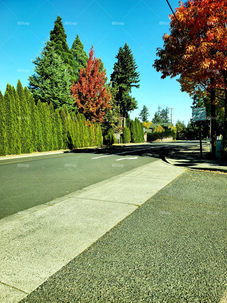 road street trees sidewalk crossing