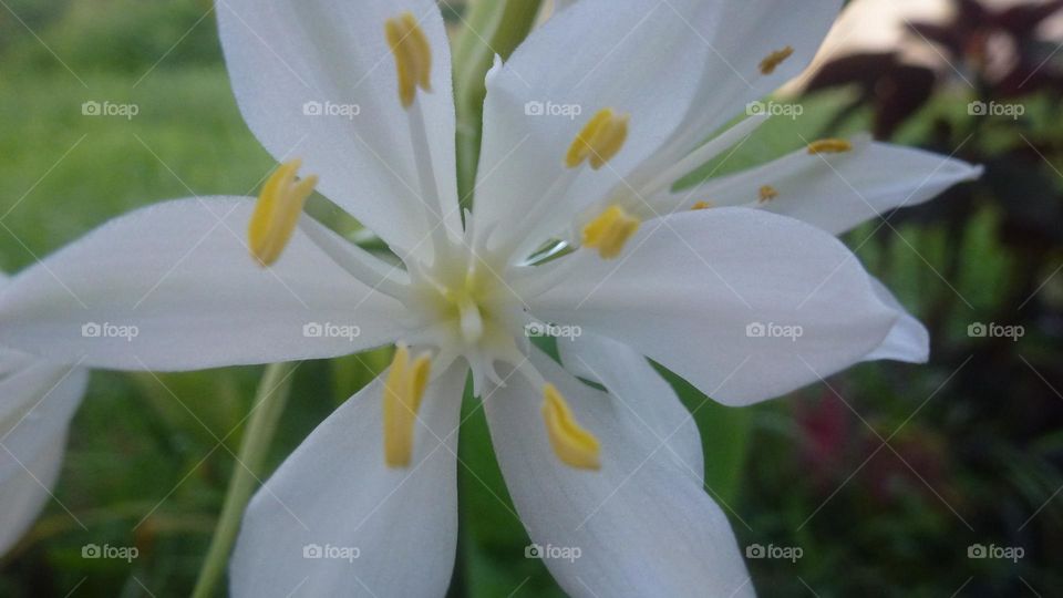 white flower