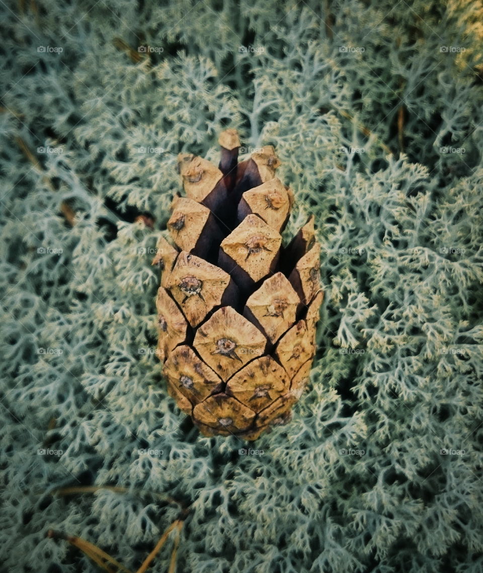 Pine cone. Pine cone on bed of Cladonia stellaris lichen