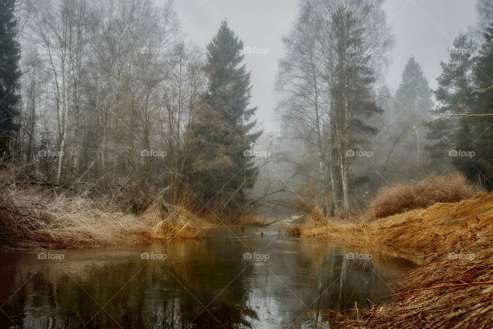 Misty morning in a spring forest with river